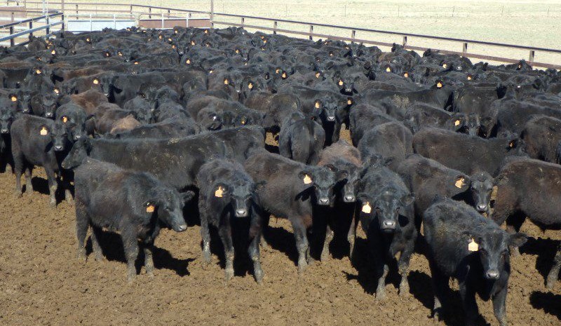 Lighter steers and heifer prices rise in 16,114 head online offering