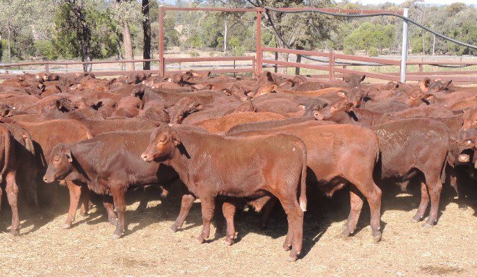 Heifers show stronger price trend in 13,488 head online offering