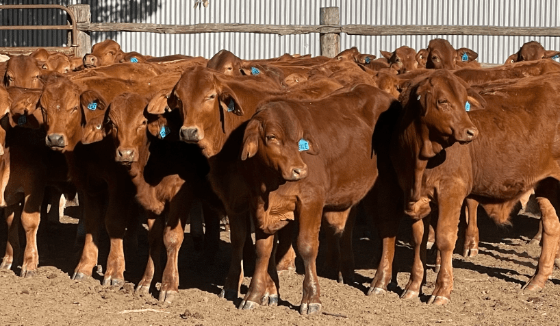 Young cattle prices trend down in larger 11,521 head online offering