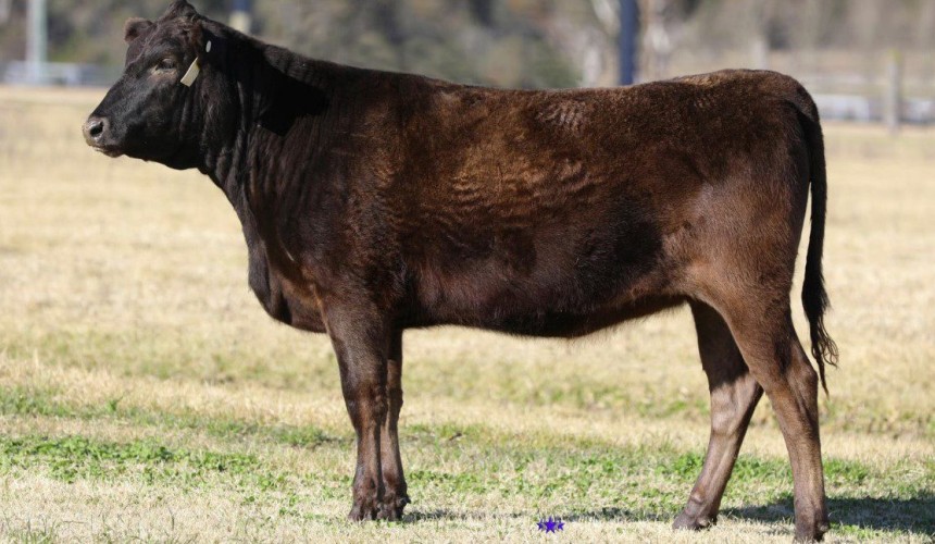 2025 seedstock season high of $350,000 for Wagyu heifer