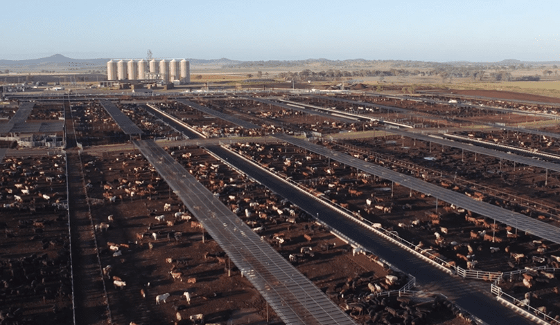 Feeder cattle market: Grids start strong with some uncertainties ahead