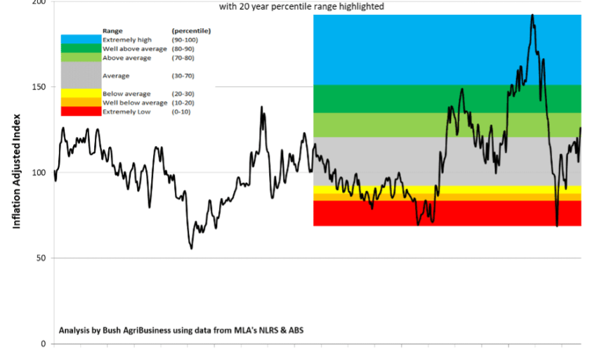 A longer-term view of the current cattle market