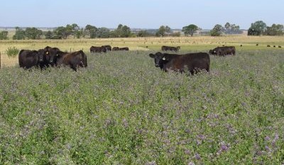 When the green kills: Why bloat season demands proactive herd strategy