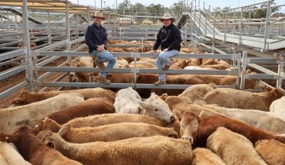 Roma sale 19 Aug 2025: Cool mornings and hot prices