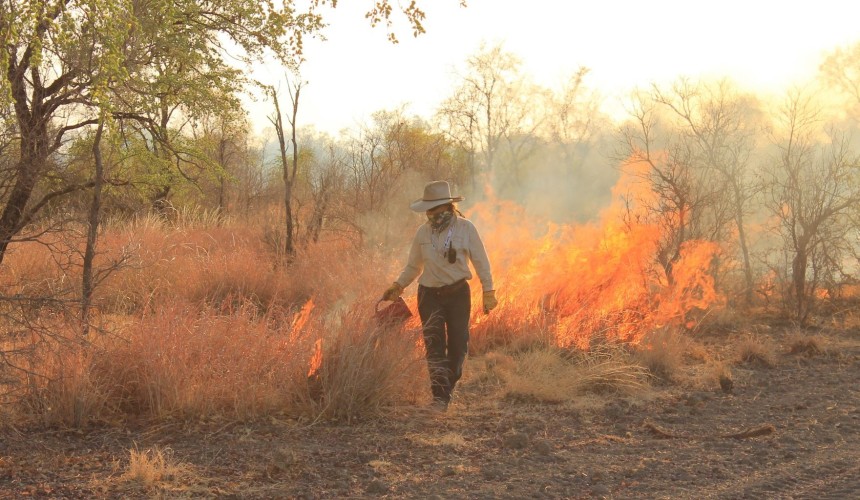 Two-year extension OK for savannah burning: study