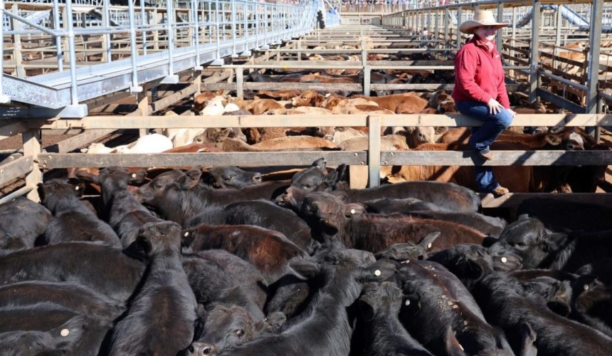Roma sale 5 Aug 2025: Cow prices ease in 10,000 head yarding
