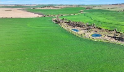 Allied Beef lists Mabel Downs