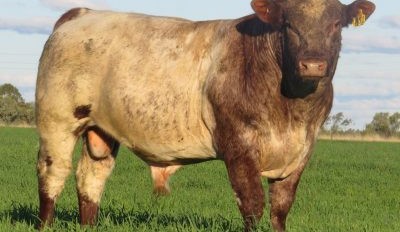 Tropically Adapted for Tropical Performance – your advantage with Marellan Shorthorns