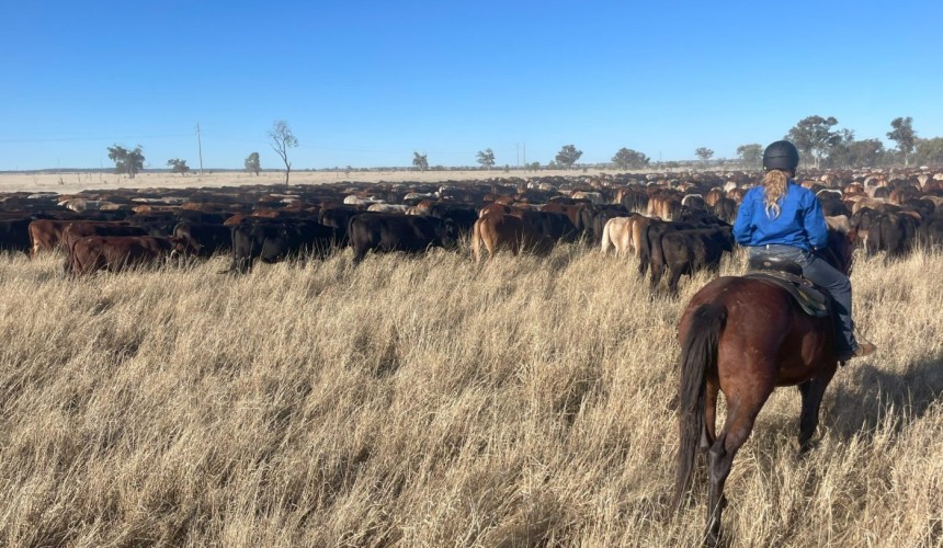 Great Australian Charity Cattle Drive comes to an end in Roma
