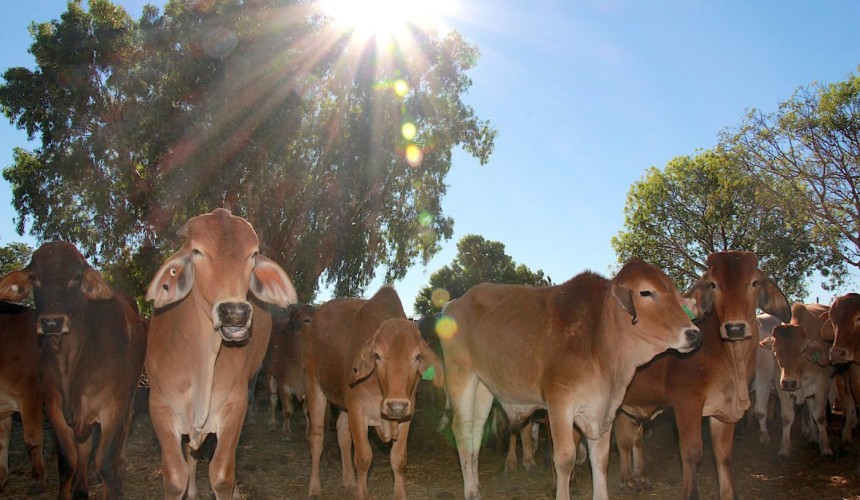 Appeal lodged over live export class action damages ruling