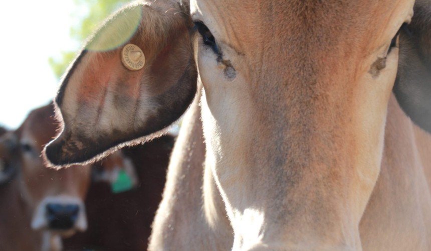 2025 cattle exports to Indonesia nudge 300,000