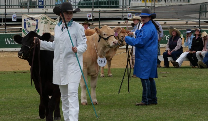 Concerns public are not seeing enough of the cattle industry at the Ekka
