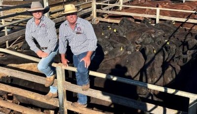 Roma store sale 26 Aug 2025: Cows lift with southern competition
