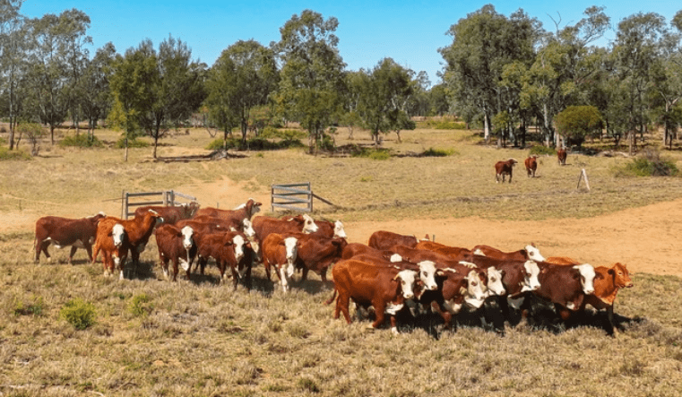 The one factor that could open up more timber harvesting on grazing land