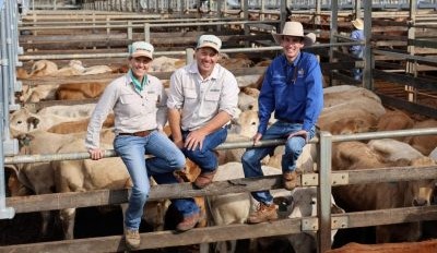 Roma store sale 12 Aug 2025: Cow values slip 20-30c, despite lighter supply