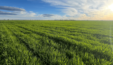 Feedgrain Focus: New-crop prospects brighten