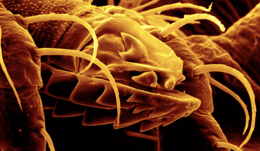 A red meat allergy from tick bites is spreading in America