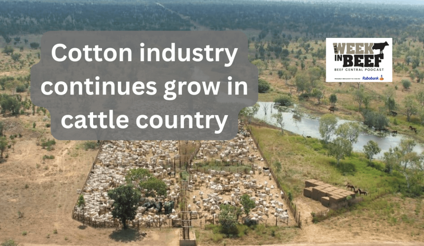 Week in Beef: Debate over Ekka, cotton in cattle country, submit your number of the week