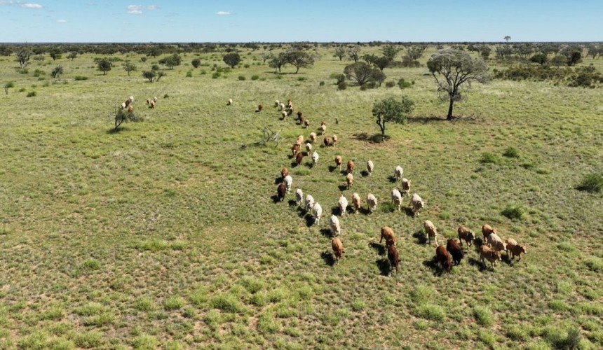 Emerald cattle & grain family secures Blackall’s Woodbine