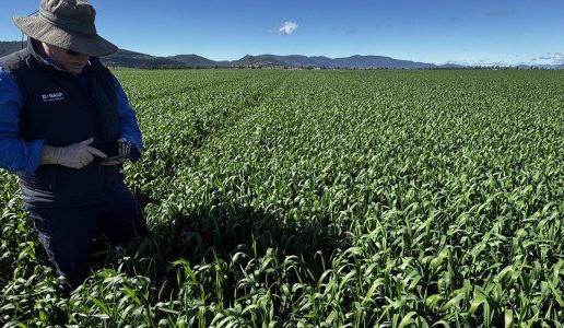 Feedgrain Focus: Prices soften, parts of north sodden