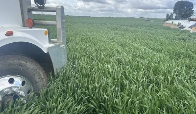 Feedgrain Focus: Prices slide on increased grower selling