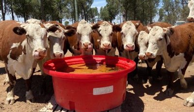 Keeping Cows on a 12-Month calving cycle in variable spring conditions