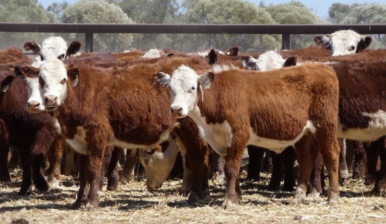 Numbers fall 21pc online, with breeding female markets stronger