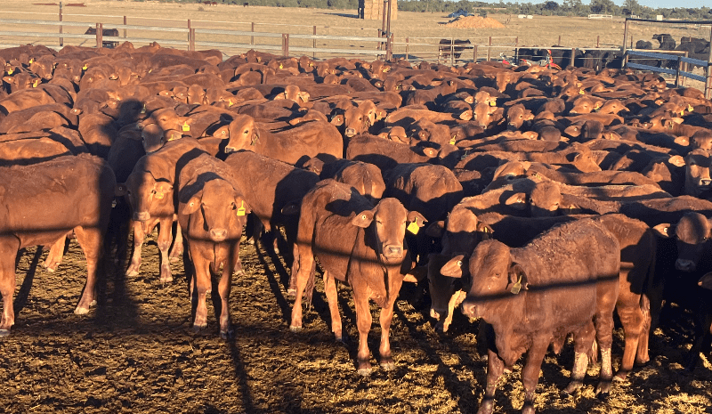 Lighter steers ease in 15,331 head AuctionsPlus offering