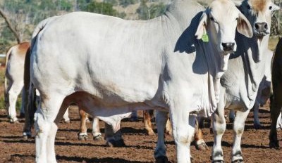 Brahman Breed works hard at promoting profitability