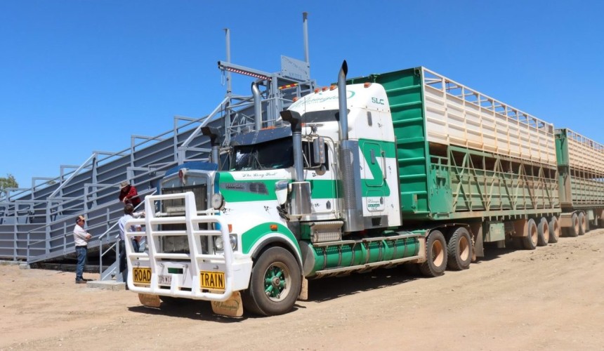 Cattle industry urged to lift standards on livestock loading