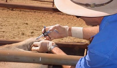 Fifty years after BTEC, the world is still looking to Australia’s monumental effort in TB and Brucellosis eradication