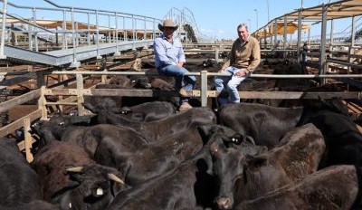 Roma store sale 2 Sep 2025: Hot market with steers dominating