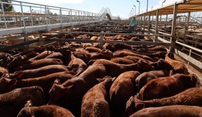 Roma store sale 9 Sep 2025: Bumper prices continue with 11,082 yarded