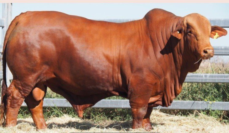 Cattle market, seasonal optimism reflected in Droughtmaster bull sale records