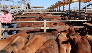 Roma store sale 16 Sep 2025: Market firm across board