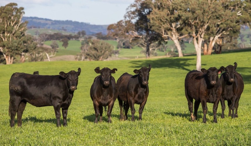 Movement at the Station: Properties for sale in NSW, WA