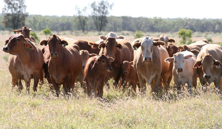 Implementing controlled mating into an extensively managed northern beef herd