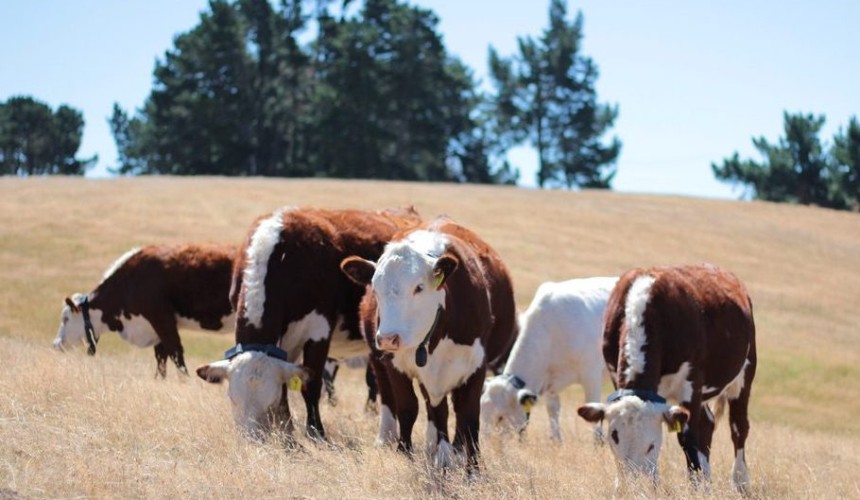 Virtual fencing product approved for use in Victoria