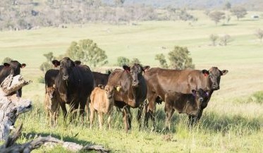 World-class genomic testing for Australian Wagyu producers