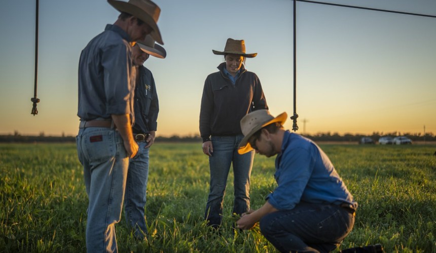 Investors sought for greenfield feedlot project