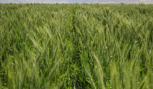 CEFC and La Caisse launch $250m ag and carbon platform with Rio Tinto