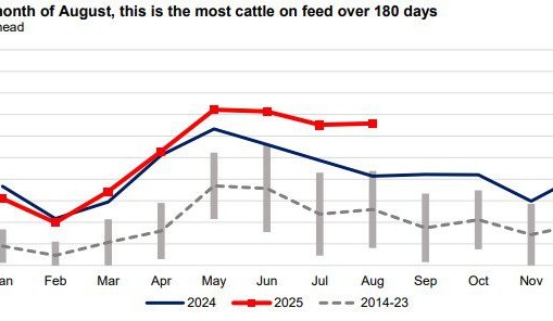Big test coming for the US beef market