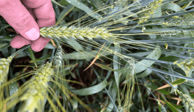 Feedgrain Focus: Grower selling dries up after welcome rain