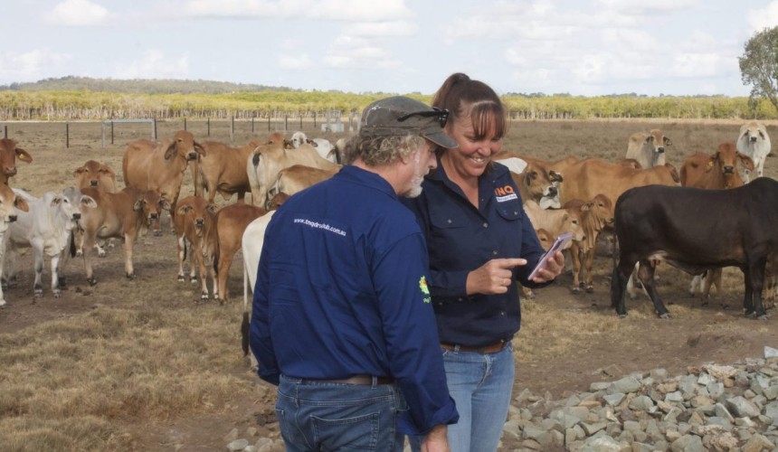 Chatbot seeks conversations with Queensland beef producers