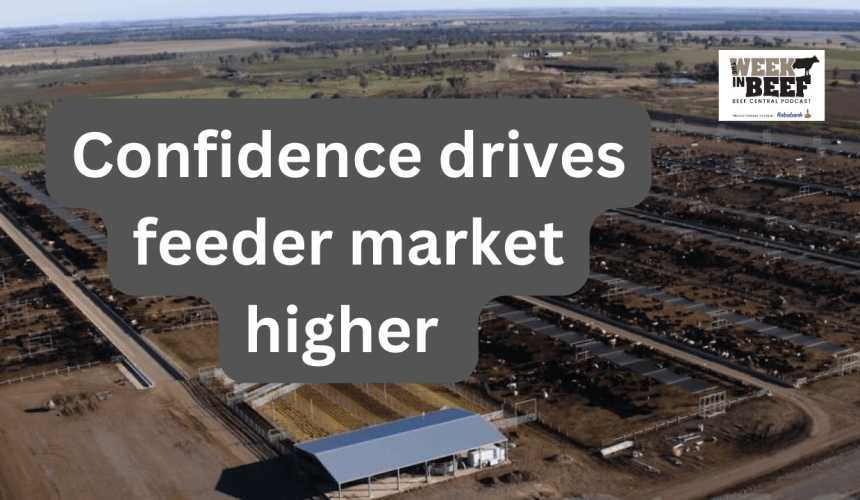 Week in Beef: Feeder market on fire, stud sales strong, opportunity in timber