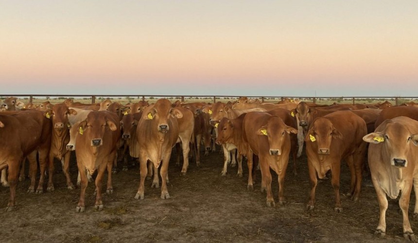 Calf Alive delivers flexibility for northern cattle producers