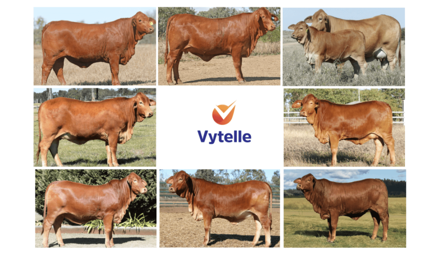 Meet the Queens in the Vytelle Queen of the Ring Droughtmaster Sale