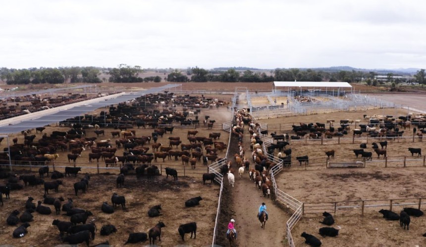 Feeder cattle market: Buyers less picky as Angus premiums contract