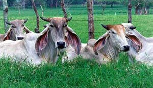 Brazil still faces heavy tariff burden for US beef exports – despite Trump’s weekend backflip
