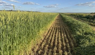 Feedgrain Focus: Northern prices stabilise as pace picks up
